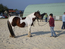 Natural Horsemanship