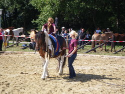 Bild Pferdefest Lutzmannsburg