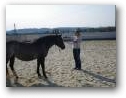 Natural Horsemanship Kurs im Therapiezentrum Kassandra  » Klick zum vergrössern ->