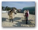 Natural Horsemanship Kurs im Therapiezentrum Kassandra  » Klick zum vergrössern ->