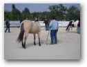 Natural Horsemanship Kurs im Therapiezentrum Kassandra  » Klick zum vergrössern ->