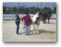 Natural Horsemanship Kurs im Therapiezentrum Kassandra  » Klick zum vergrössern ->