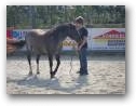 Natural Horsemanship Kurs im Therapiezentrum Kassandra  » Klick zum vergrössern ->