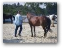 Natural Horsemanship Kurs im Therapiezentrum Kassandra  » Klick zum vergrössern ->