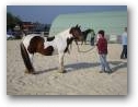 Natural Horsemanship Kurs im Therapiezentrum Kassandra  » Klick zum vergrössern ->