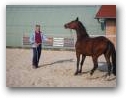 Natural Horsemanship Kurs im Therapiezentrum Kassandra  » Klick zum vergrössern ->