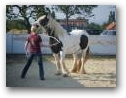 Natural Horsemanship Kurs im Therapiezentrum Kassandra  » Klick zum vergrössern ->